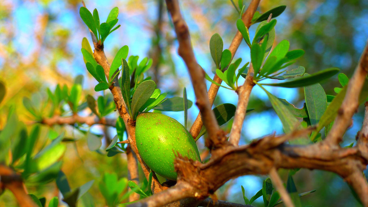 Argan Baum mit Frucht Arganöl