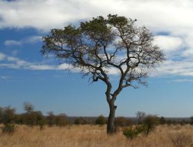 Marula Baum in südafrikanischer Landschaft