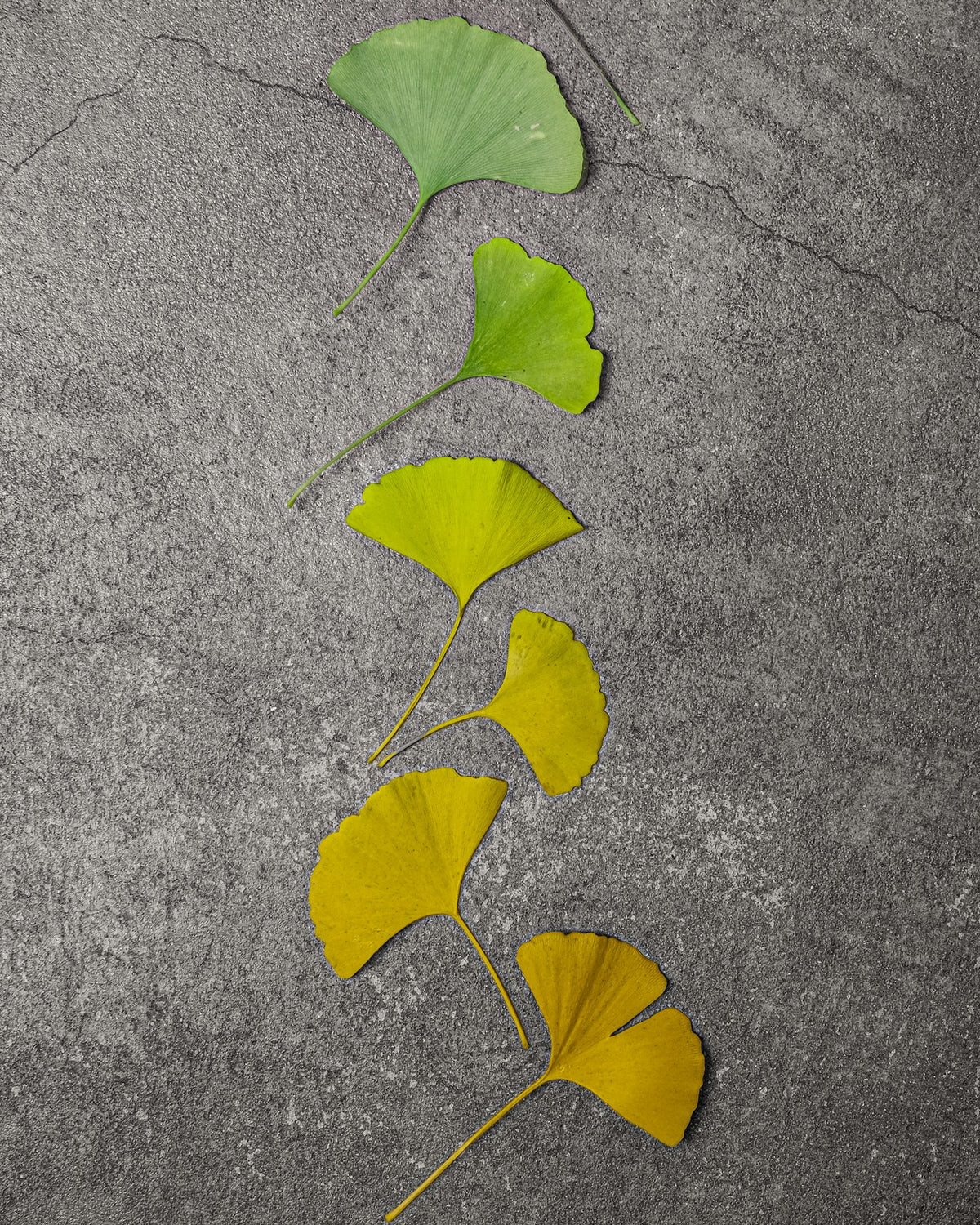 Was Gingko Biloba Kapseln + Vitamine besonders macht