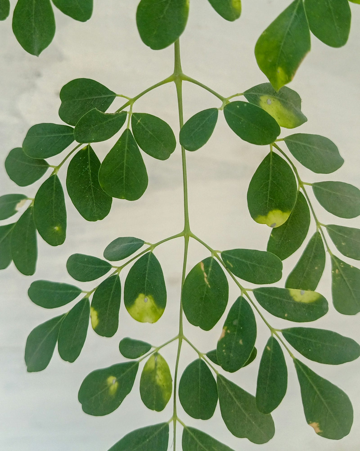 Was Moringa Kapseln besonders macht