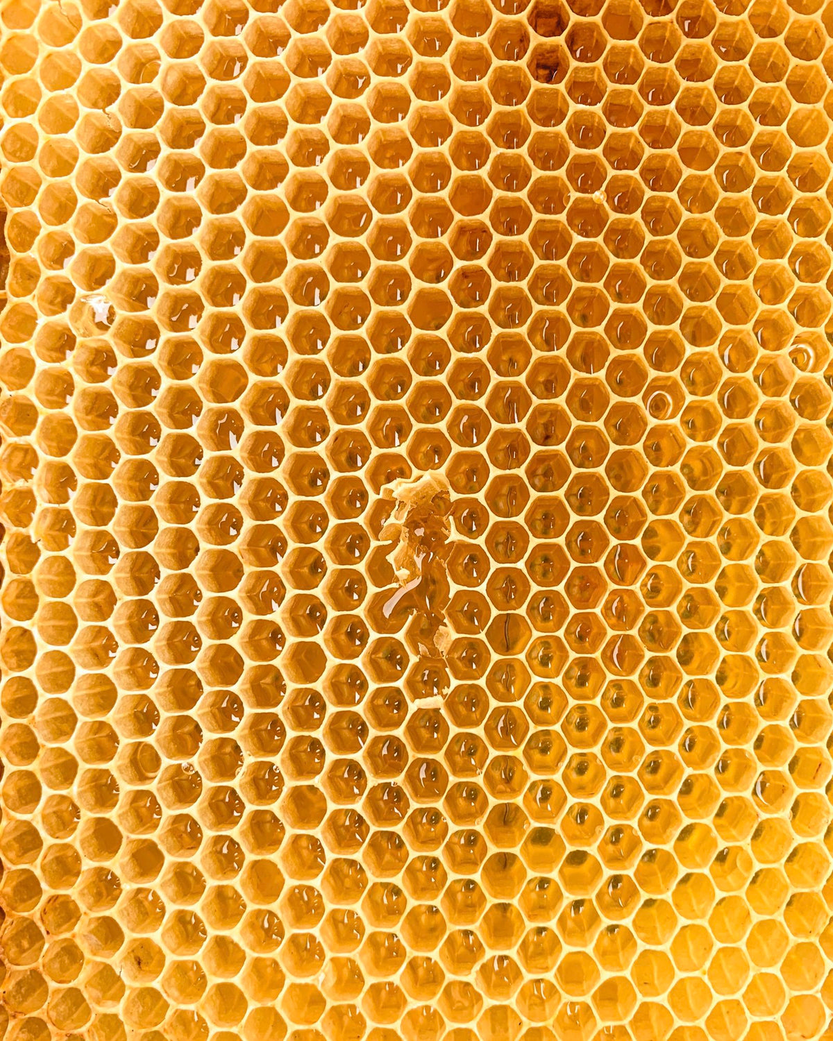 Was Propolis mit Vitaminen besonders macht