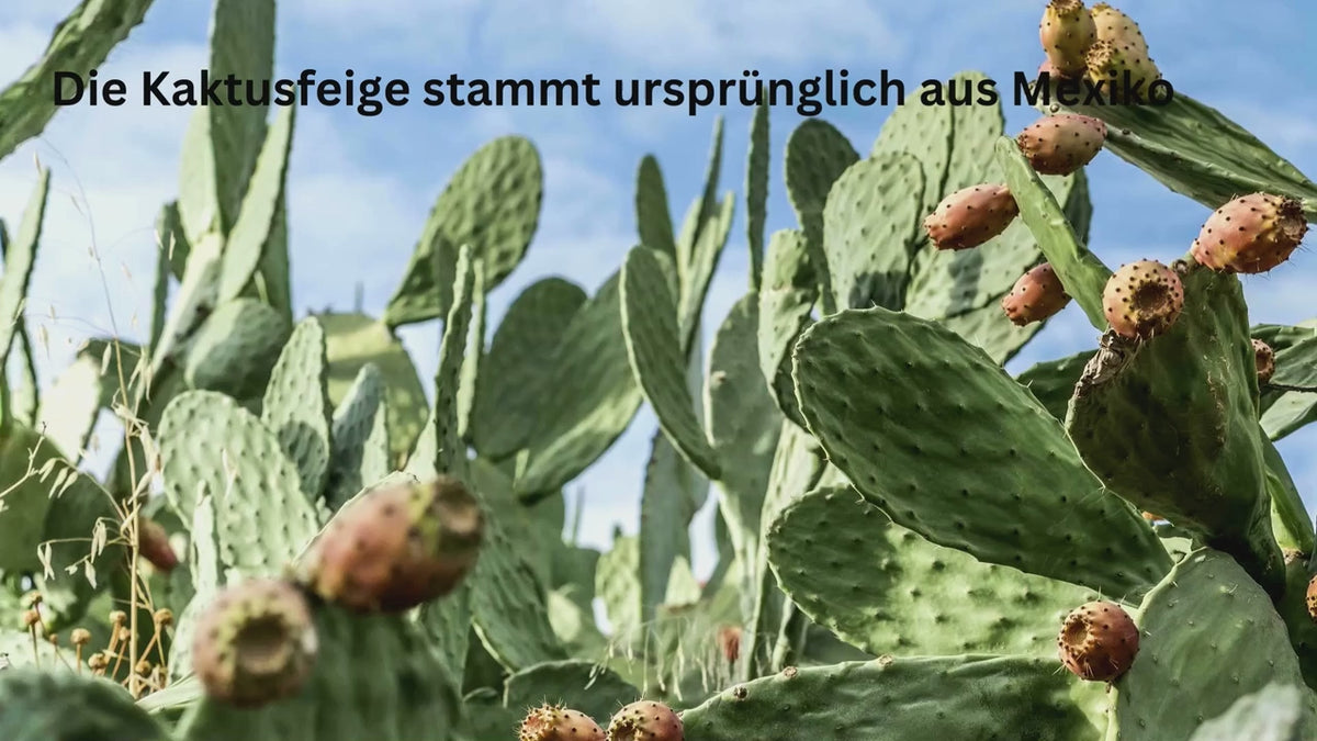Opuntia Feigenkaktus Kapseln (60 Kps.)