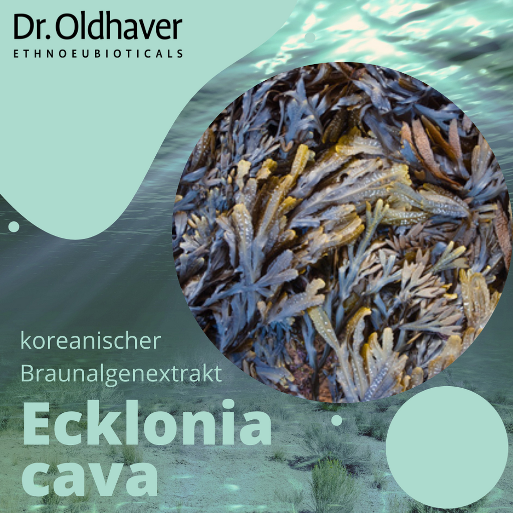 Ecklonia cava Kapseln (90 Kps.)